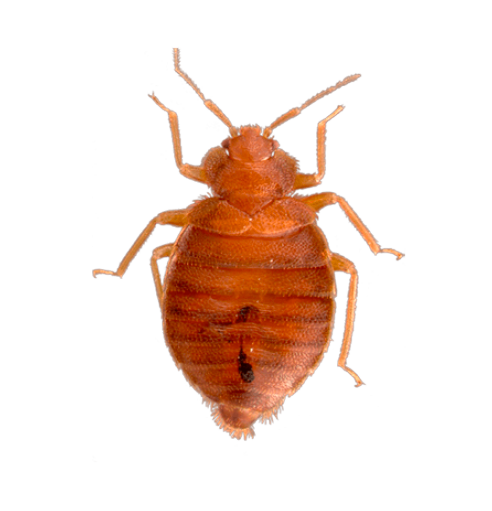 acaro