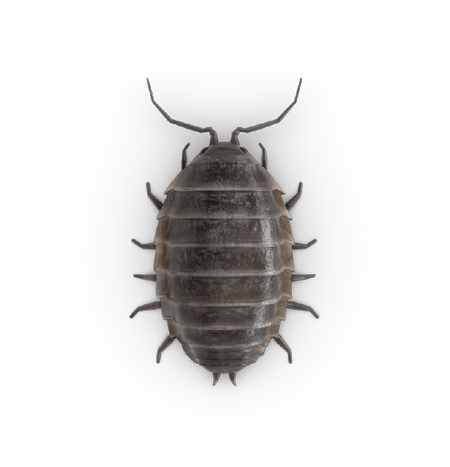 cochinilla
