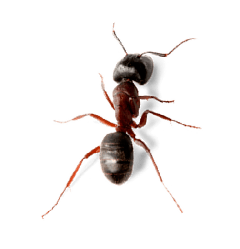 hormiga