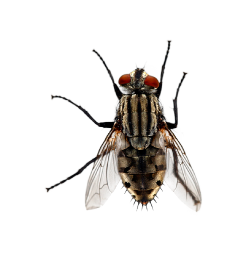 mosca