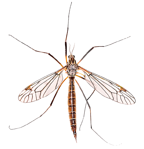 mosquito